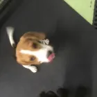 Business 68 image K-9 CABIN Pets & Animals in Manchester Gr