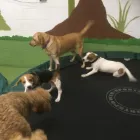 Business 70 image K-9 CABIN Pets & Animals in Manchester Gr