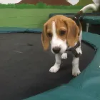 Business 71 image K-9 CABIN Pets & Animals in Manchester Gr