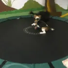 Business 73 image K-9 CABIN Pets & Animals in Manchester Gr