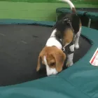 Business 74 image K-9 CABIN Pets & Animals in Manchester Gr