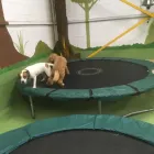 Business 76 image K-9 CABIN Pets & Animals in Manchester Gr