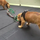 Business 81 image K-9 CABIN Pets & Animals in Manchester Gr