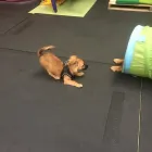 Business 82 image K-9 CABIN Pets & Animals in Manchester Gr