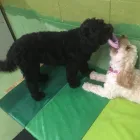 Business 84 image K-9 CABIN Pets & Animals in Manchester Gr