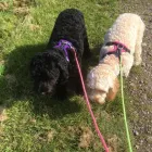 Business 85 image K-9 CABIN Pets & Animals in Manchester Gr