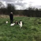 Business 87 image K-9 CABIN Pets & Animals in Manchester Gr