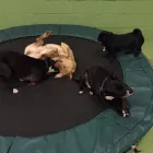 Business 90 image K-9 CABIN Pets & Animals in Manchester Gr