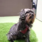 Business 98 image K-9 CABIN Pets & Animals in Manchester Gr