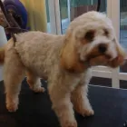 Business 10 image K9 MOBILE GROOMING Dog & Cat Grooming in Bridgnorth Sh