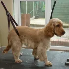 Business 11 image K9 MOBILE GROOMING Dog & Cat Grooming in Bridgnorth Sh