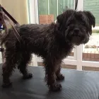 Business 12 image K9 MOBILE GROOMING Dog & Cat Grooming in Bridgnorth Sh