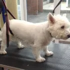 Business 13 image K9 MOBILE GROOMING Dog & Cat Grooming in Bridgnorth Sh