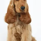 Business 14 image K9 MOBILE GROOMING Dog & Cat Grooming in Bridgnorth Sh