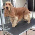 Business 15 image K9 MOBILE GROOMING Dog & Cat Grooming in Bridgnorth Sh