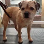 Business 16 image K9 MOBILE GROOMING Dog & Cat Grooming in Bridgnorth Sh