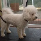 Business 17 image K9 MOBILE GROOMING Dog & Cat Grooming in Bridgnorth Sh