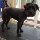 Business 18 image K9 MOBILE GROOMING Dog & Cat Grooming in Bridgnorth Sh