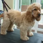 Business 19 image K9 MOBILE GROOMING Dog & Cat Grooming in Bridgnorth Sh