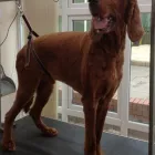 Business 20 image K9 MOBILE GROOMING Dog & Cat Grooming in Bridgnorth Sh