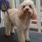 Business 21 image K9 MOBILE GROOMING Dog & Cat Grooming in Bridgnorth Sh