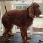 Business 22 image K9 MOBILE GROOMING Dog & Cat Grooming in Bridgnorth Sh