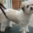 Business 23 image K9 MOBILE GROOMING Dog & Cat Grooming in Bridgnorth Sh