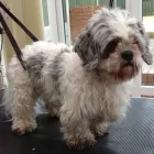 Business 24 image K9 MOBILE GROOMING Dog & Cat Grooming in Bridgnorth Sh