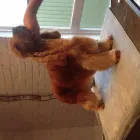 Business 2 image K9 MOBILE GROOMING Dog & Cat Grooming in Bridgnorth Sh