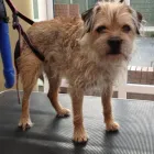 Business 3 image K9 MOBILE GROOMING Dog & Cat Grooming in Bridgnorth Sh