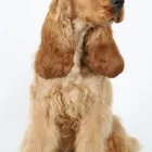 Business 5 image K9 MOBILE GROOMING Dog & Cat Grooming in Bridgnorth Sh