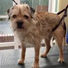 Business 6 image K9 MOBILE GROOMING Dog & Cat Grooming in Bridgnorth Sh