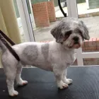 Business 7 image K9 MOBILE GROOMING Dog & Cat Grooming in Bridgnorth Sh