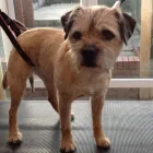 Business 8 image K9 MOBILE GROOMING Dog & Cat Grooming in Bridgnorth Sh