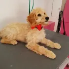 Business 17 image LABRADORABLE MOBILE DOG GROOMING Pets & Animals in Coventry We