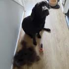 Business 18 image LABRADORABLE MOBILE DOG GROOMING Pets & Animals in Coventry We