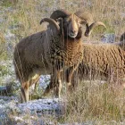 Business 1 image LILLEY'S PHARMACY & HEALTHCARE Pharmacies in Stockport Ch