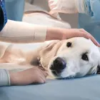 Business 2 image LOCAL VETS Veterinary Services in Halesowen We