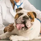 Business 3 image LOCAL VETS Veterinary Services in Halesowen We