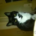 Business 1 image LOWER PLACE VETERINARY CENTRE Veterinary Surgeons in Rochdale Gr