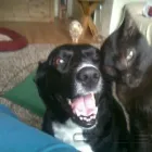 Business 2 image LOWER PLACE VETERINARY CENTRE Veterinary Surgeons in Rochdale Gr