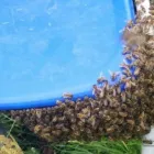 Business 7 image M.R PEST CONTROL ENVIRONMENTAL SERVICES Pest & Animal Control in Wallington Su
