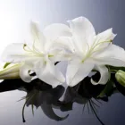 Business 3 image MARK SHAW FUNERAL SERVICES Funeral Services in Aberdeen Ab