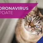 Business 1 image MAVEN VETS Pet Services in Sutton Su