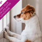 Business 4 image MAVEN VETS Pet Services in Sutton Su