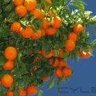 Business 2 image MAX SPIELMANN - HARBORNE, HIGH ST Printing Services in Birmingham We