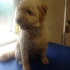 Business 3 image MICHELLE DUNNING SCHOOL OF MOTORING Driving Schools in Carlisle Cu