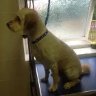 Business 4 image MICHELLE DUNNING SCHOOL OF MOTORING Driving Schools in Carlisle Cu