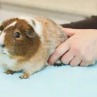 Business 2 image MINIGHTVET TELFORD Veterinary Services in Telford Sh