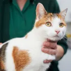 Business 3 image MINIGHTVET TELFORD Veterinary Services in Telford Sh